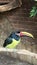 A Green Aracari Bird