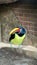 A Green Aracari Bird