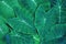 Green araceae leaf texture pattern, beautiful nature texture background concept