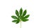 Green aralia leaf