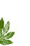 Green aralia leaf on white background