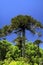 Green araucaria araucana pine trees in Conguillio NP in central Chile against deep blue cloudless sky