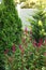 Green arborvitae and flowering plants purple in the garden