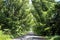 Green arch of tree crowns over the road