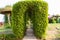 green arched bush with a path in the park in egypt in the sun, bushes in the garden