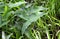 Green Arrow Arum plant at Phinizy Swamp Nature Park, Georgia