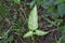 Green Arrowhead Plant Syngonium on Nature