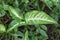 Green Arrowhead Plant Syngonium on Nature