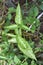 Green Arrowhead Plant Syngonium on Nature