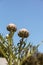 Green artichoke Cynara cardunculus