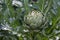 Green artichoke growing in garden, close up