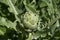 Green artichoke growing in garden, close up
