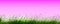 Green artificial grass on gradient pink background
