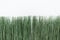 Green artificial grass on a white background. Thin grass in a bright pot