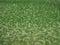 Green artificial synthetic grass meadow background