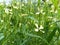 Green Arugula flowers bloom in the garden on a bright sunny day. bloom summer. green plants grow. roquette. rocket salad