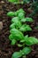 Green arugula growing in the garden