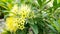 Green ashoka flower bunch