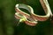 Green Asian Vine Snake Ahaetulla prasina