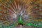 Green Asiatic peafowl with fanned colorful tail