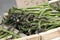 Green asparagus in box at farmers market
