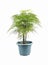 Green asparagus fern