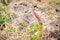 Green asparagus shoot grows close-up.Growing healthy gourmet vegetables in the home garden