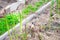 Green asparagus shoot grows close-up.Growing healthy gourmet vegetables in the home garden