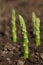 Green asparagus spears emerging through