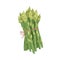 Green asparagus sprouts bunch tied with twine. Fresh vegetarian food bundle. Sparrow grass plant, realistic drawing in