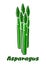 Green asparagus vegetable spears on white