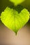 Green Aspen Leaf Closeup