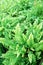 Green Asplenium antiquum boston ferns leaves