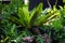 Green Asplenium nidus fern
