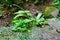 Green asplenium scolopendrium fern in shady forest