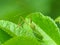 Green Assassin Bug On Leaf