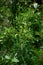 Green astragalus growing in HuascarÃ¡n National Park