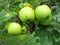 Green August Summer Apples