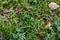 Green autumn moss in forest. Autumn forest green moss top view. Forest moss background