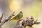 A green avadavat or green munia Amandava formosa observed in Mount Abu