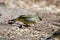 A green avadavat or green munia Amandava formosa observed in Mount Abu