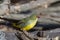 A green avadavat or green munia Amandava formosa observed in Mount Abu