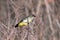 A green avadavat or green munia Amandava formosa observed in Mount Abu