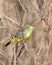 A green avadavat or green munia Amandava formosa observed in Mount Abu