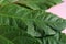 Green Avocado leaves on a pink background