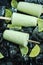 Green avocado popsicles ice cream