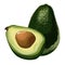 Green avocado, whole and slice with corn. Oily exotic fruit, vector food