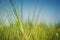 Green, awning ear of barley on the field against the blue sky