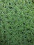 Green azolla is a floating water fern