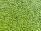 Green azolla on water surface background and texture for design wallpaper.